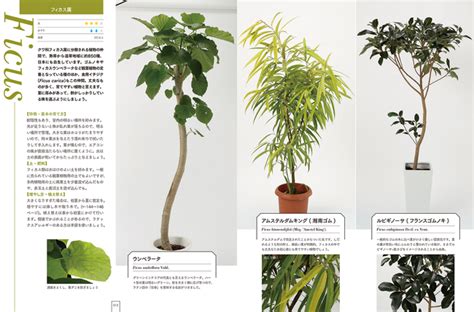 細長葉植物|「観葉植物」植物一覧（条件から探す）｜図鑑検索｜みんなの趣 